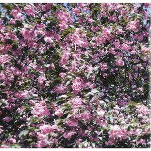 欧美日韩激情视频在线播放
